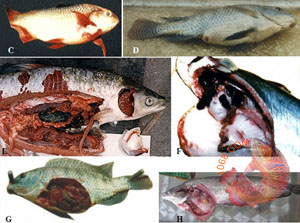 Bệnh xuất huyết virus ở cá